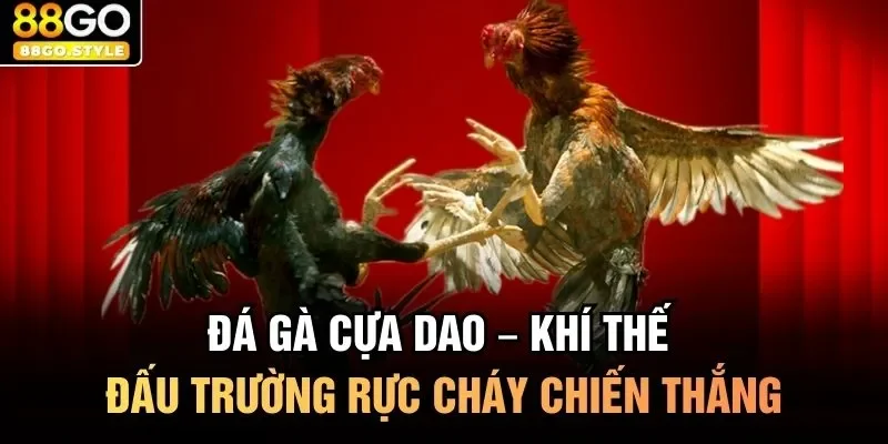 Đá gà cựa dao